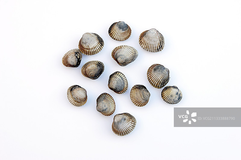 直径6至8毫米的鸟蛤苗种，工作室拍摄图片素材