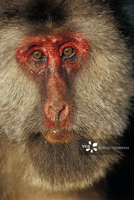 中国峨眉山上的藏猕猴的肖像图片素材