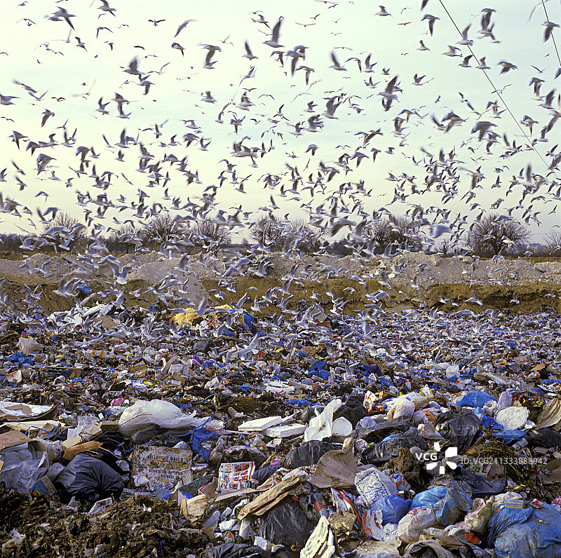 法国垃圾堆上空飞翔的海鸥图片素材