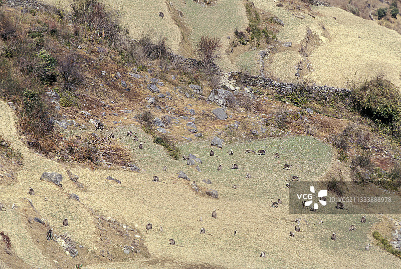 人与动物之间的冲突图片素材