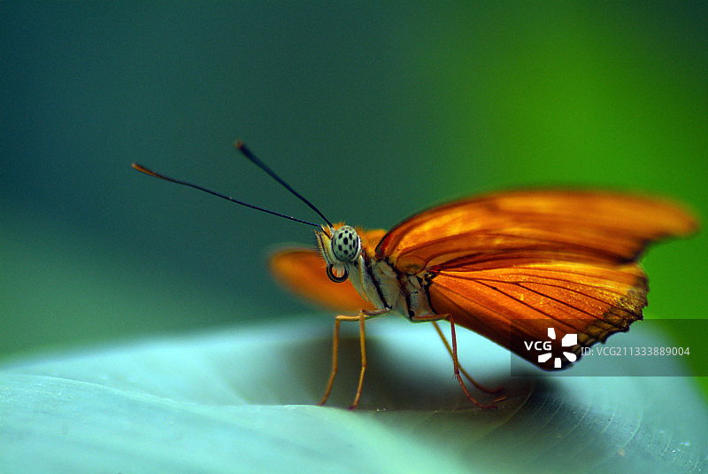 银纹灰蝶栖息在卡拉特丛林的一片叶子上图片素材