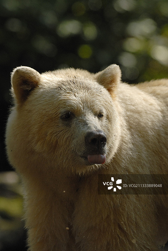 加拿大灵熊肖像图片素材
