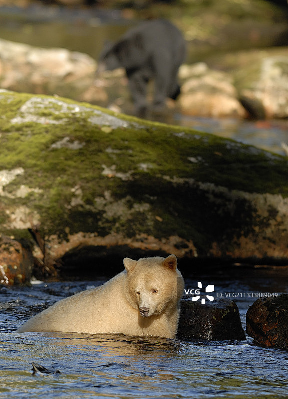 加拿大河中灵熊捕食鲑鱼图片素材