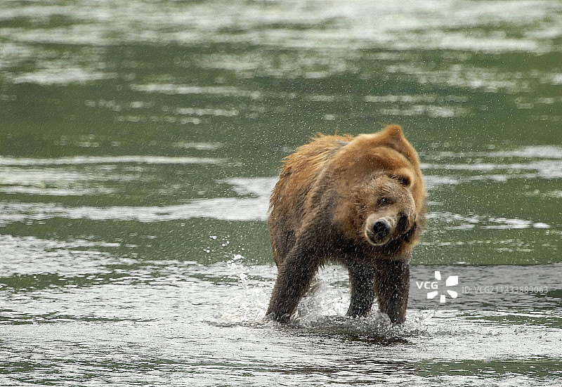 科迪亚克阿拉斯加棕熊在峡湾中喷气图片素材