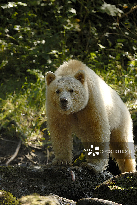 加拿大岩石中的柯莫德熊图片素材