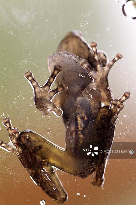 透过窗户看到的绿眼蛙图片素材