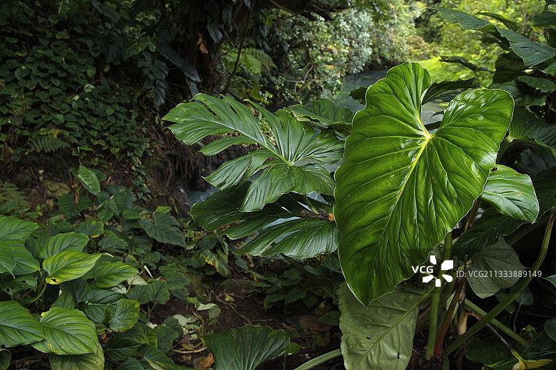 沿着里约塞莱斯特特诺里奥国家公园的蔓绿绒叶子图片素材