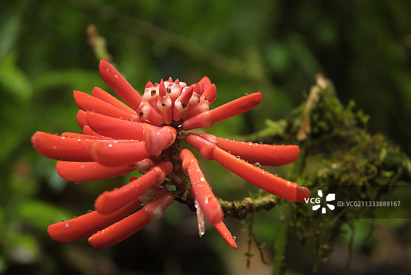 豆荚珊瑚树花序肖像，特诺里奥国家公园图片素材