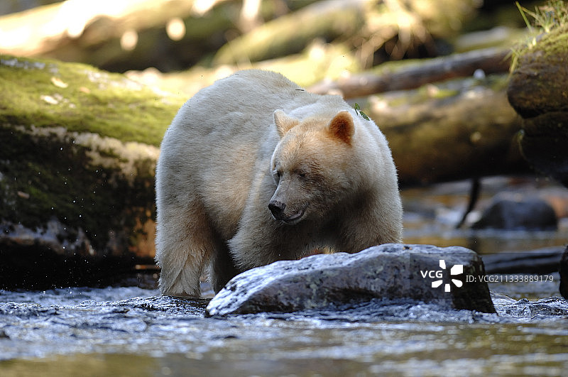 在加拿大河流中捕鱼的柯默德熊图片素材
