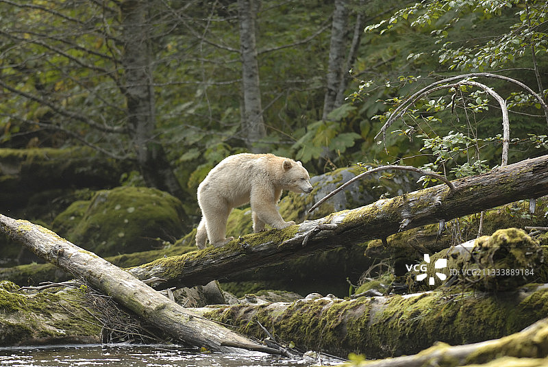 加拿大河岸树干上的柯莫德熊图片素材