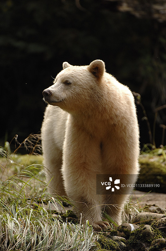 加拿大河边靠近的精灵熊图片素材