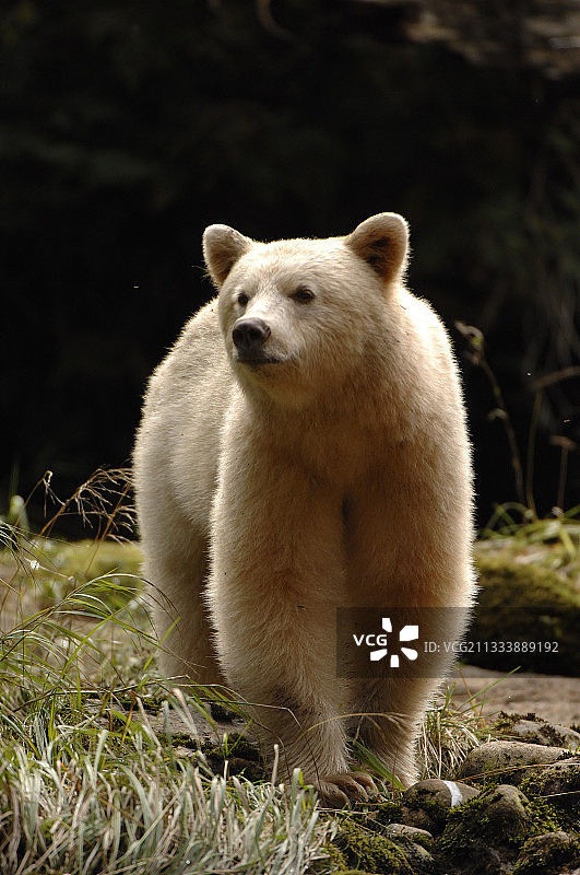 加拿大河边靠近的精灵熊图片素材