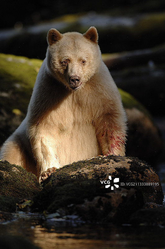 加拿大坐在岩石上看着水的柯莫德熊图片素材