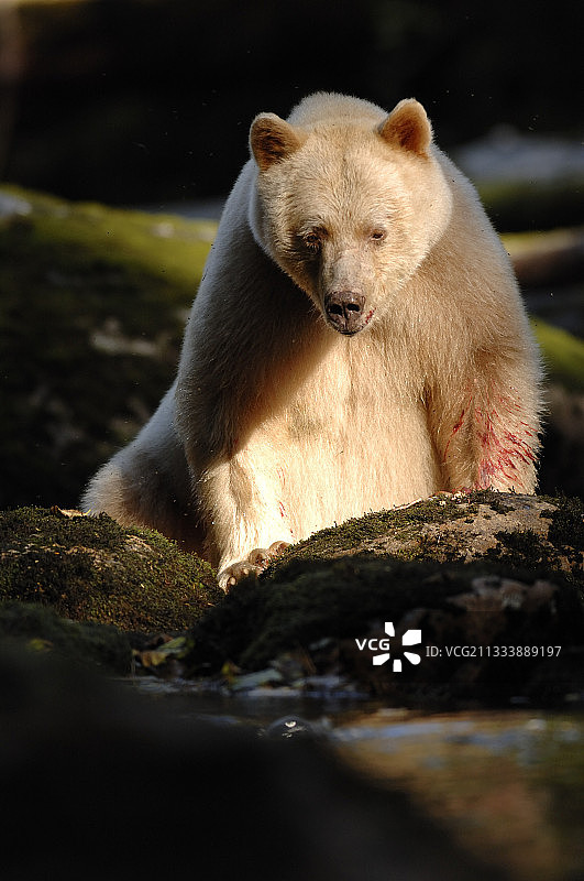 加拿大坐在岩石上看着水的柯莫德熊图片素材