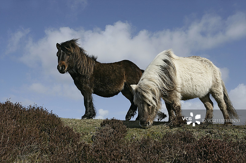 在苏格兰赫布里底群岛吃草的艾riskay小马图片素材
