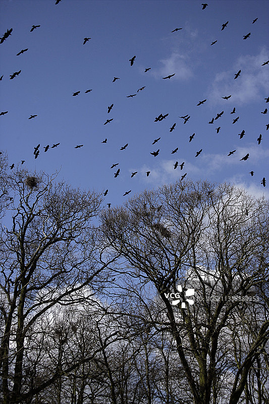 在英国树上飞行的秃鼻乌鸦图片素材