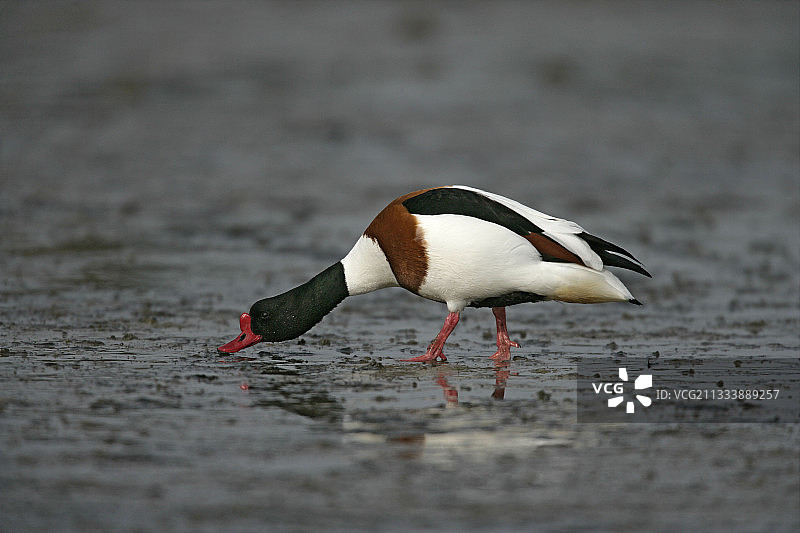 在泥地里寻找食物的普通赤麻鸭，英国图片素材