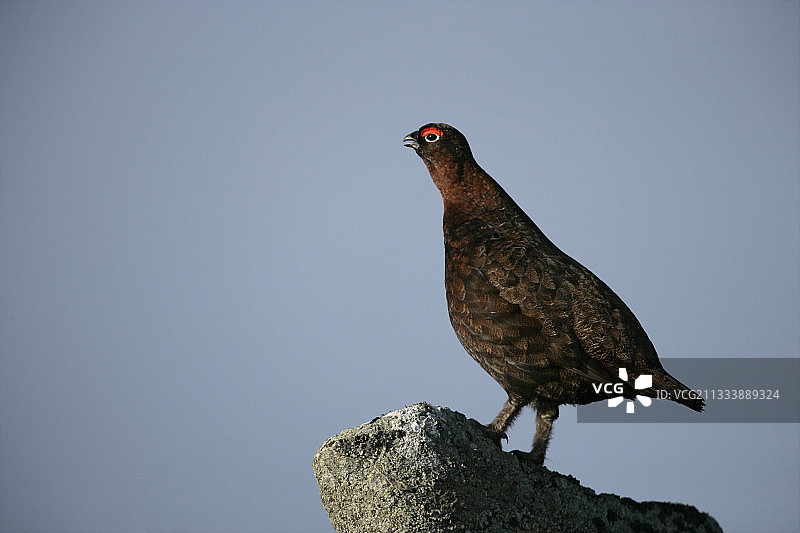 苏格兰岩石上的雷鸟图片素材