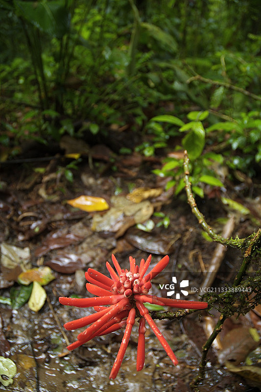 Costa Rica下层植被中的刺桐花序图片素材