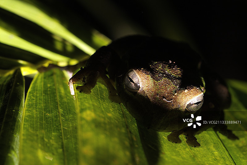 棕榈叶上的树蛙图片素材