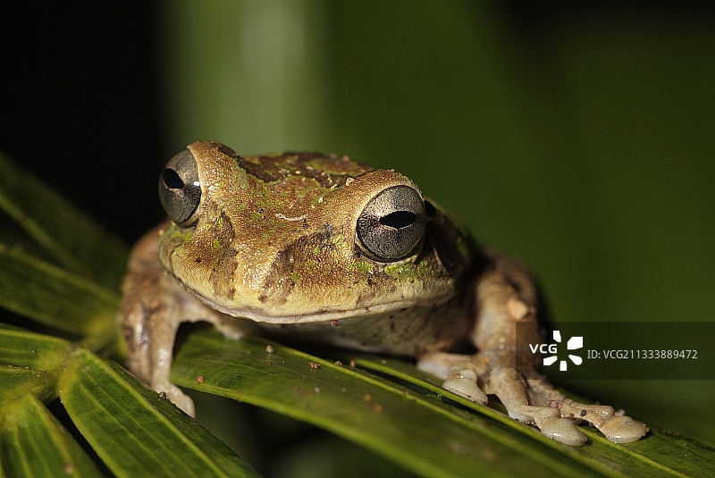 棕榈叶上的树蛙，特诺里奥国家公园图片素材