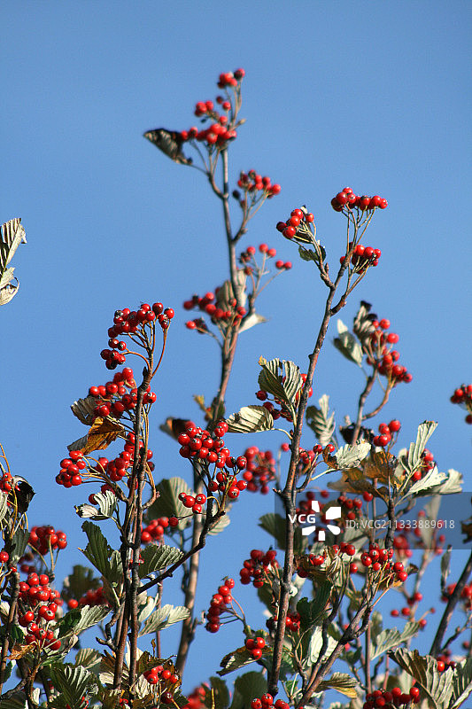 秋天的花楸浆果图片素材