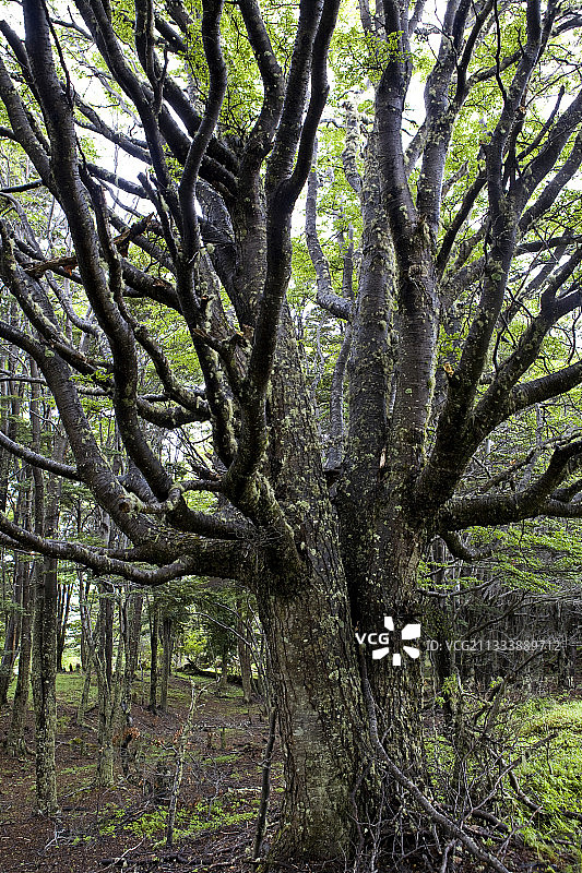 智利巴塔哥尼亚的卓越南方山毛榉图片素材