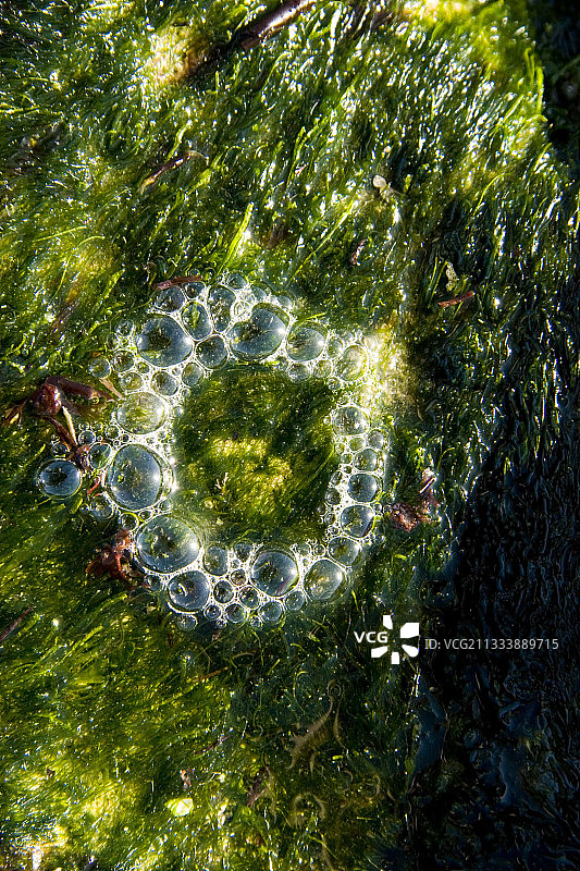 法国绿色藻类上的皇冠气泡图片素材