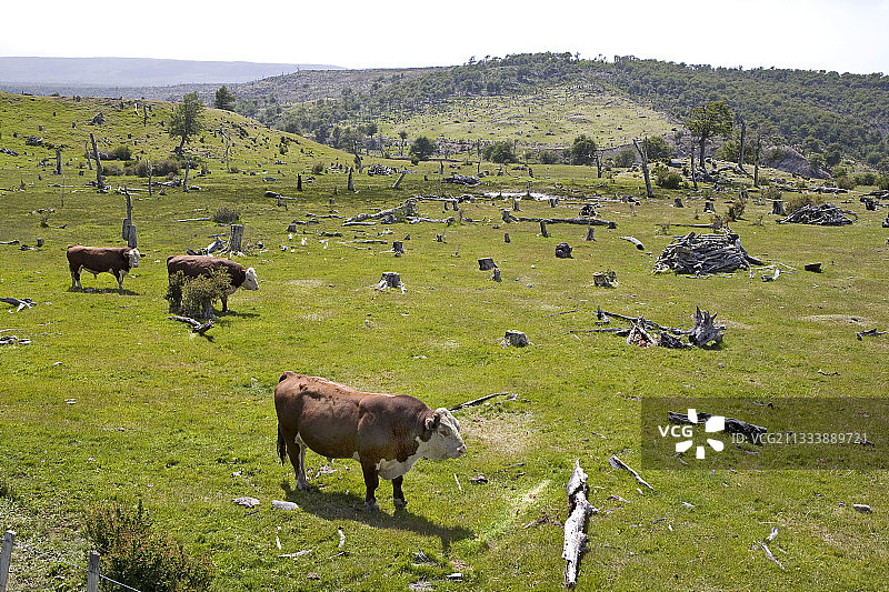 为建立智利养牛牧场而进行的森林砍伐图片素材