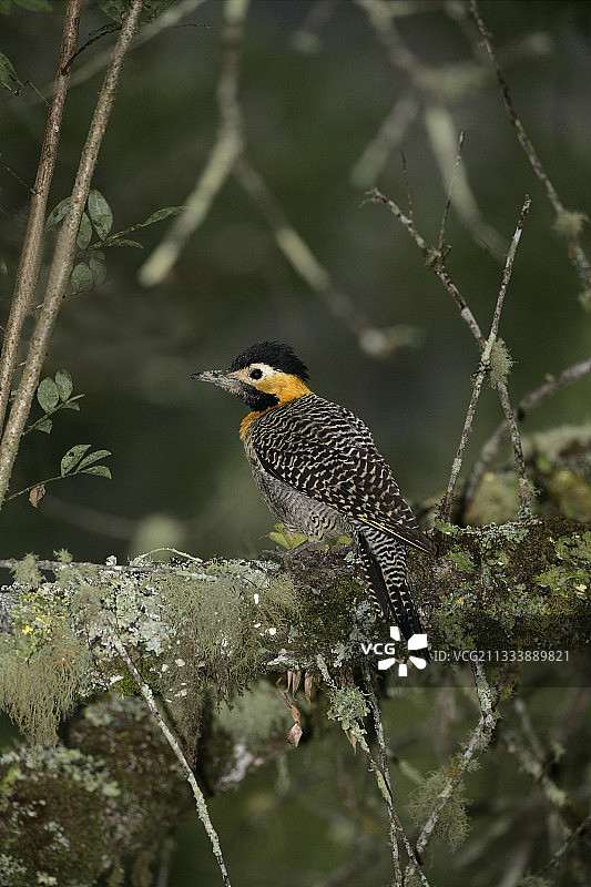 巴西树枝上的坎普扑翅鴷图片素材