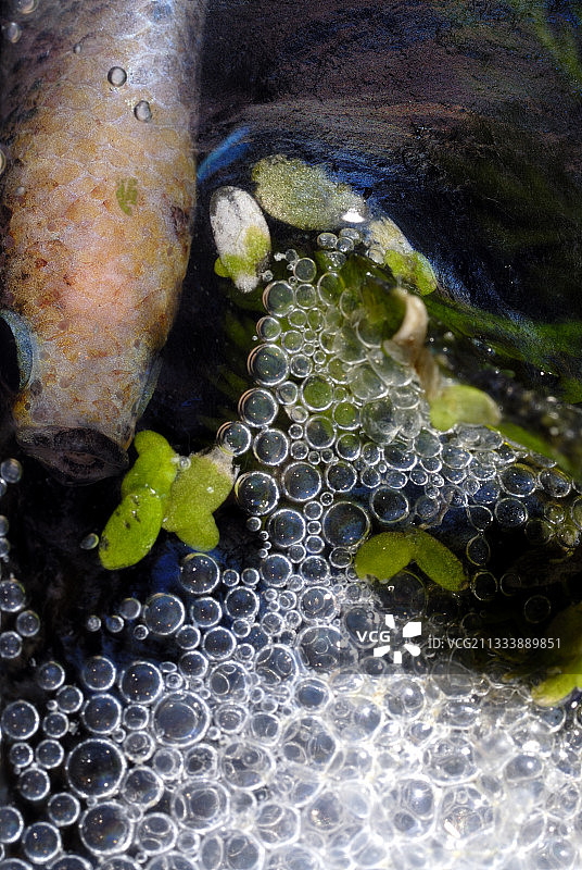 气泡巢附近的雄性暹罗斗鱼图片素材