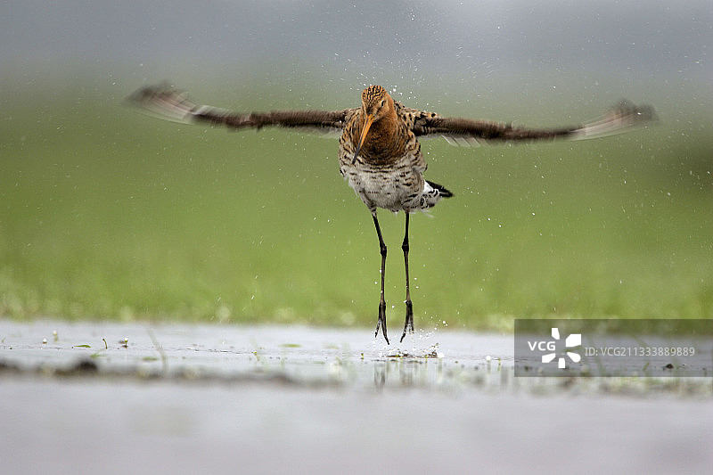成年黑尾塍鹬在梳理后抖动身体图片素材