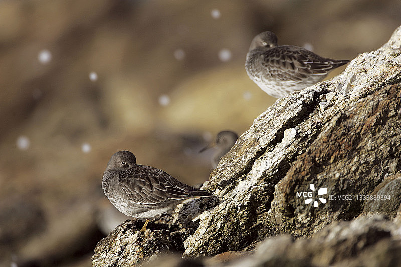 法国布列塔尼岩石上的紫滨鹬图片素材