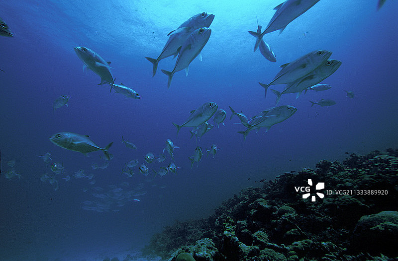 热带鱼群，印度洋图片素材