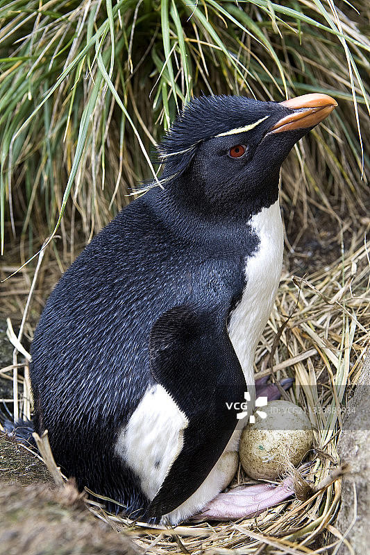11月至2月繁殖季：南半球的夏季图片素材