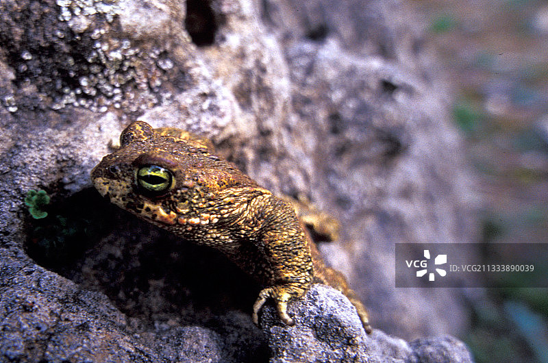 岩石上的欧洲绿蟾蜍图片素材