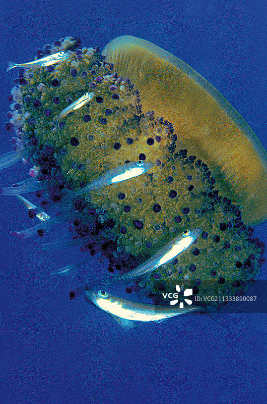 美杜莎与竹荚鱼图片素材