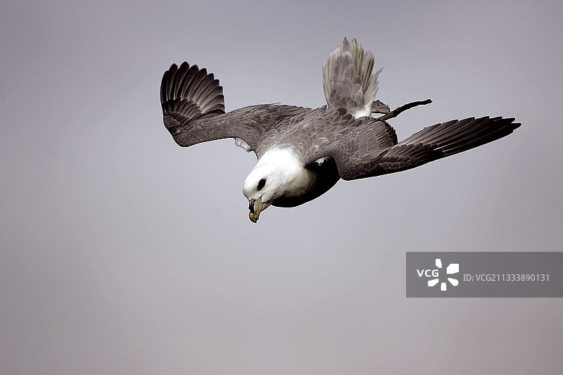 在礁石上空滑翔飞行期间的成年北方海燕图片素材