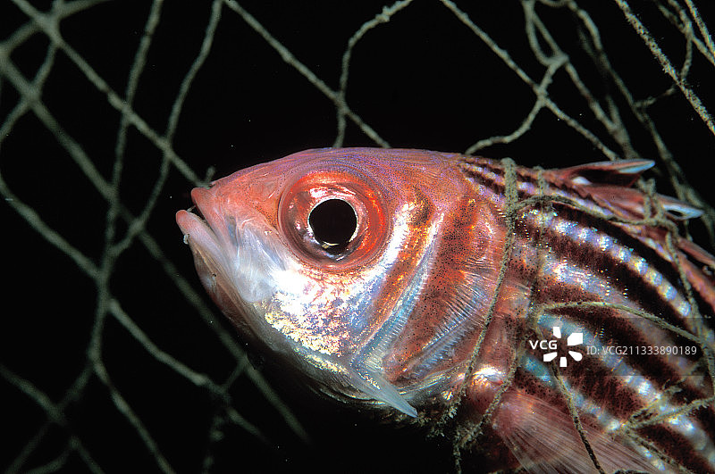 网中的士兵鱼肖像图片素材