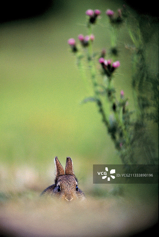 年轻欧洲兔子从法国洞穴中钻出图片素材