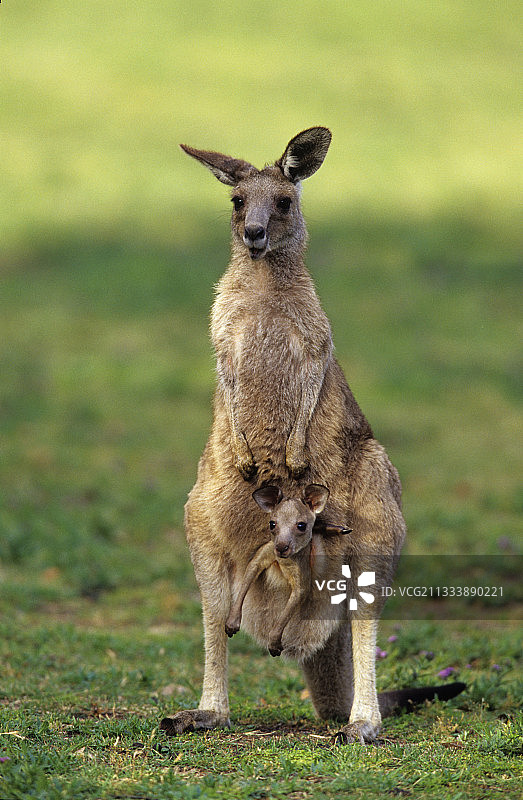 澳大利亚东部灰袋鼠和幼崽图片素材