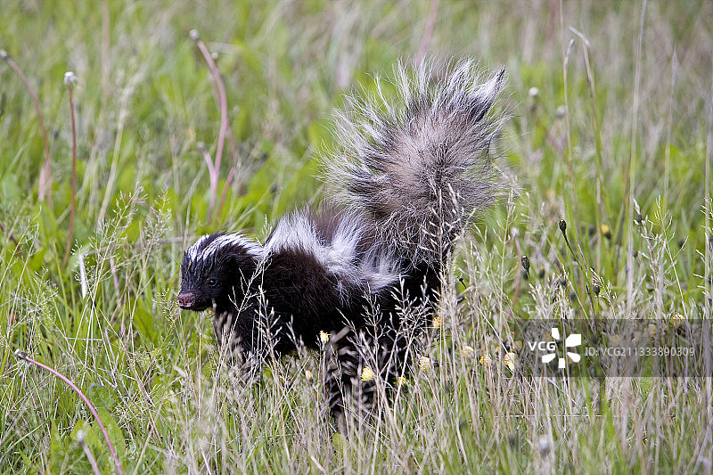 洪堡猪鼻臭鼬在智利巴塔哥尼亚的肖像图片素材