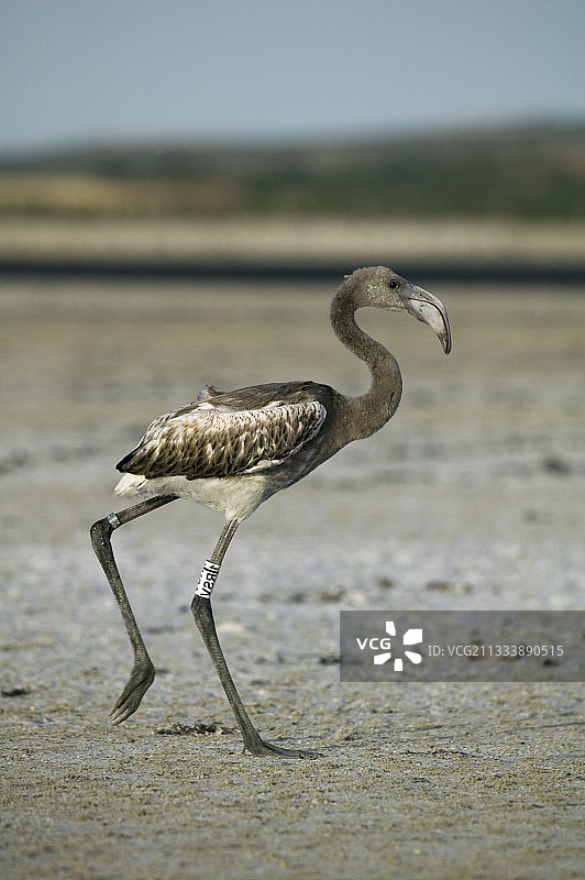 在富恩特德彼德拉海滩上贴有标签的火烈鸟图片素材