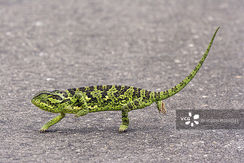 南非变色龙图片素材