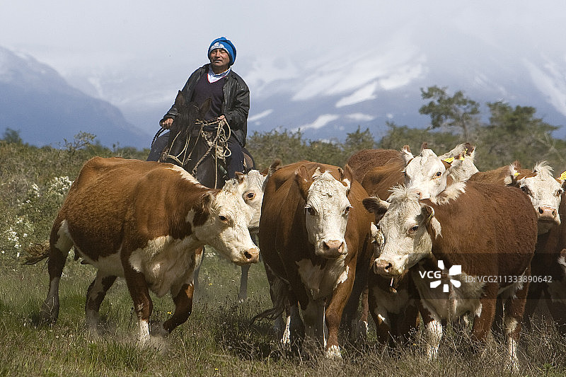 高乔人在智利巴塔哥尼亚带领牛群图片素材
