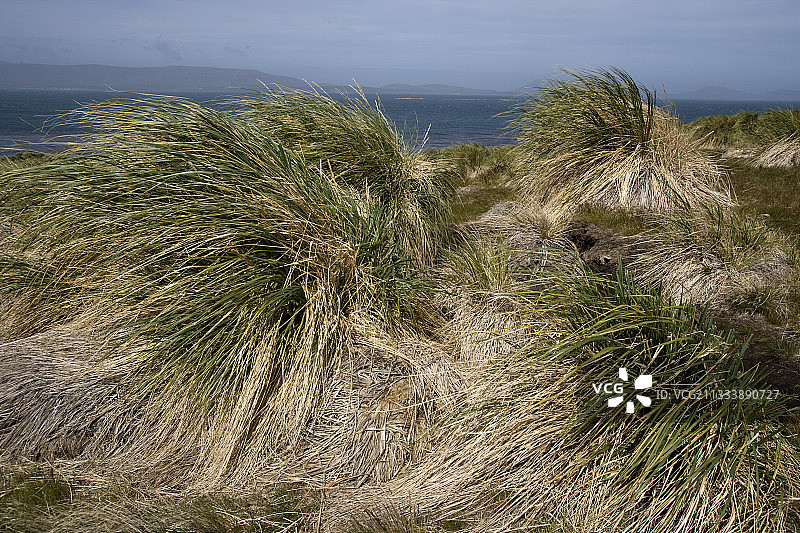 用于生物多样性和大量海鸟筑巢的重要植物图片素材