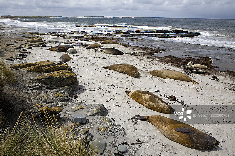 在福克兰群岛休息的北方象海豹图片素材