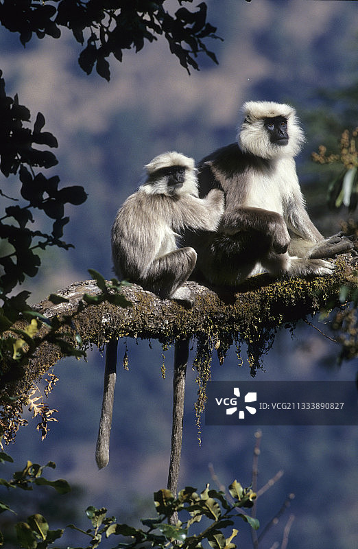 海拔2500米图片素材