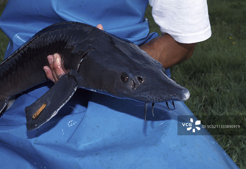 鲟鱼养殖 - 圣福尔特-吉伦德图片素材