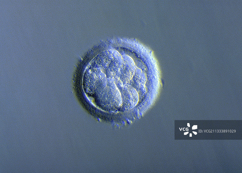 体外受精图片素材